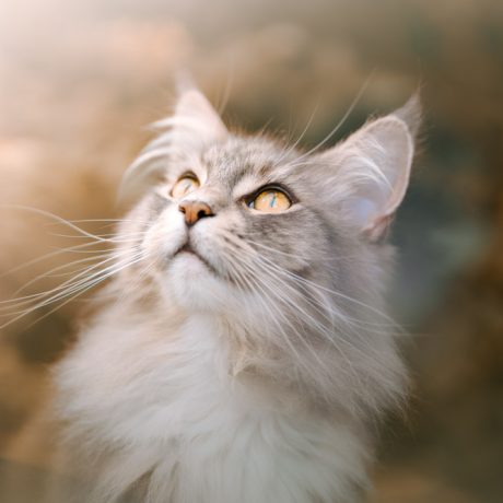 lara-joanna-photography-4